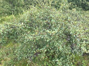 Betula-intermedia-300x225 Birke