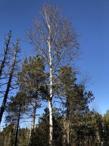 Betula-pubescens-225x300 Birke
