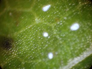 Blatt-vom-Johanniskraut-unterm-Mikroskop-300x225 Johanniskraut