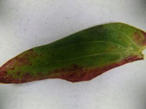 Blatt-von-Hypericum-perforatum-300x225 Johanniskraut