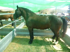 Caballo-andaluz-300x225 Pferd