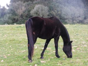 Cavall-menorqui-300x224 Pferd