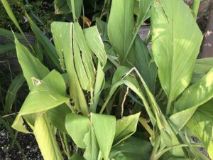 Curcuma-longa-300x225 Kurkuma