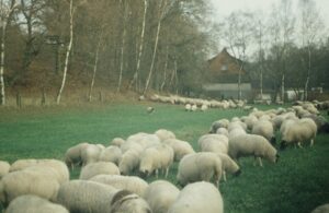 Frankenberg-Rhoenschafe-300x195 Schaf