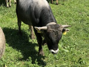 Grauvieh-Stier-300x225 Stier