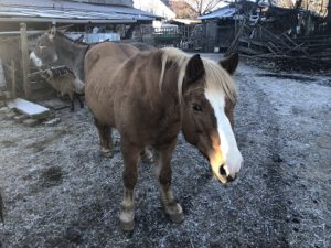 Haflinger-300x225 Pferd