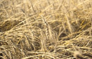 Hartweizen-300x194 Weizen