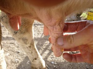 Honig-auf-Zitze-schmieren-300x225 Honig