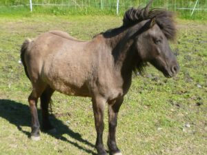 Isländer-300x225 Isländer