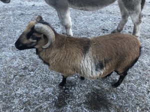 Kamerunschaf-300x225 Haarschafe