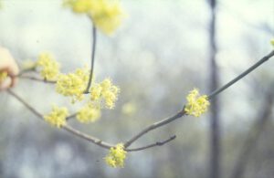 Kornelkirsche-300x195 Kornelkirsche