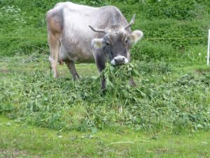 Kuh-frisst-Brennnesseln-300x225 Brennnessel