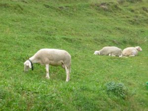 Lacaune-Milchschafe-300x225 Greenwashing mit Greta Thunberg