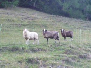Ostfriesische-Milchschafe-300x225 Milchschafe