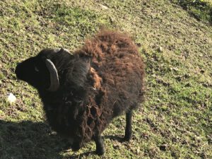 Ouessantschaf-300x225 Nordische Kurzschwanzschafe
