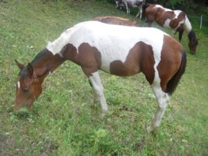 Paint-Horse-300x225 Pferd