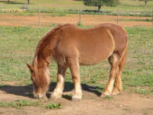 Percheron-300x225 Pferd