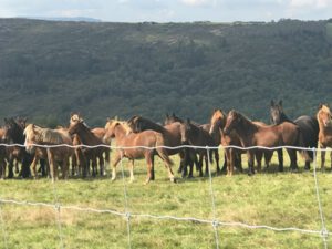 Pferdezucht-fuer-Fohlenfleisch-300x225 Pferd