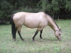 Quarter-Horse-300x225 Pferd