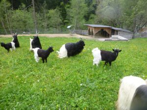 Walliser-Schwarzhalsziegen-300x225 Walliserziege