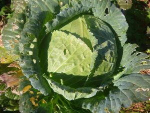 Weißkohl-300x225 Greenwashing mit Greta Thunberg