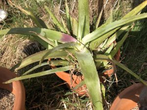 Aloe-vera-300x225 Aloe