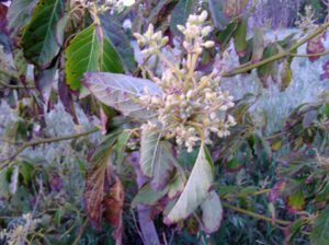 Avocadoblueten-300x224 Lorbeergewächse