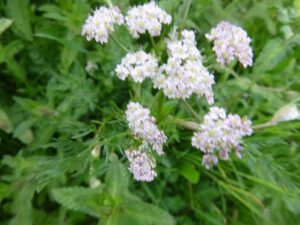 Kümmel-300x225 Kümmel