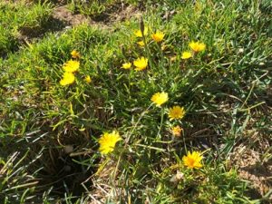 Leontodon-autumnalis-300x225 Löwenzahn