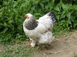Brahma-Huhn-300x225 Rassehühner
