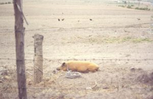 Chancho-en-Cayambe-1-300x194 Schwein