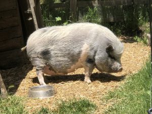 Haengebauchschwein-300x225 Minischwein