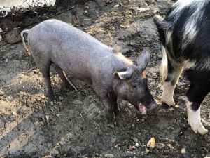 Iberisches-Ferkel-300x225 Schwein