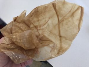 Labmagen-300x225 Lab