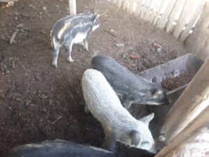 Mangalitza-Ferkel-300x225 Schwein