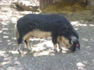 Mangalitzaschwein-300x225 Schwein