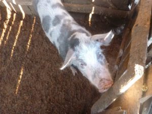Piétrain-Schwein-300x225 Schwein