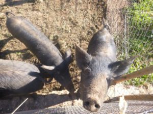Porc-negre-de-Formentera-300x224 Schwarzes Formenteraschwein