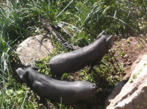 Porc-negre-de-Mallorca-300x223 Schwarzes Formenteraschwein