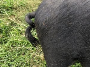 Ringelschwanz-300x225 Schwein