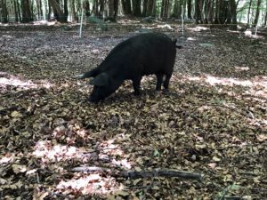 Schwein-im-Buchenwald-300x225 Schwein
