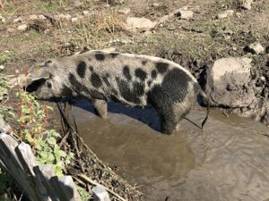 Schwein-im-Wasser-300x225 Schwein