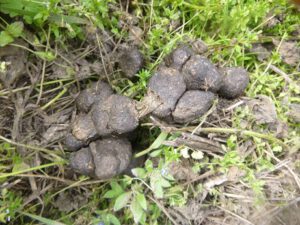 Schweinekot-300x225 Kot