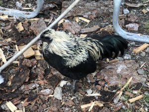 Sohn-von-Javanesischem-Zwerghahn-und-Zwergseidenhenne-300x225 Rassehühner