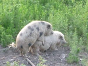 kopulierende-Schweine-300x225 Minischwein
