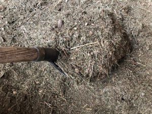 Heublumen-1-300x225 Heublumen