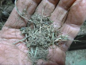 Heublumen-300x225 Heublumen