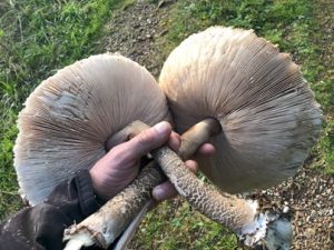 Parasolpilze-300x225 Pilze