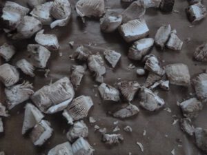 Parasolpilze-zum-Trocknen-300x225 Parasolpilz