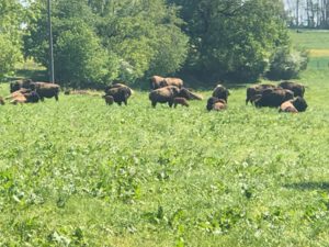 Bisons-in-Deutschland-300x225 Bison